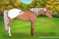 Horse Color:Silver Brown Appaloosa