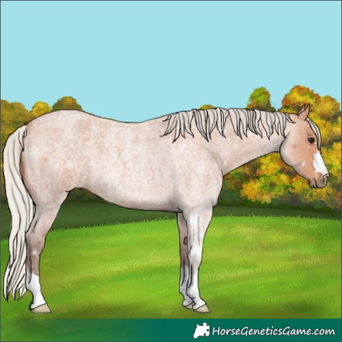 Horse Color:Silver Bay Roan Rabicano 