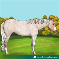 Horse Color:Silver Bay Roan Rabicano 
