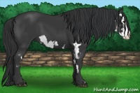 Horse Color:Black Splash Frame 