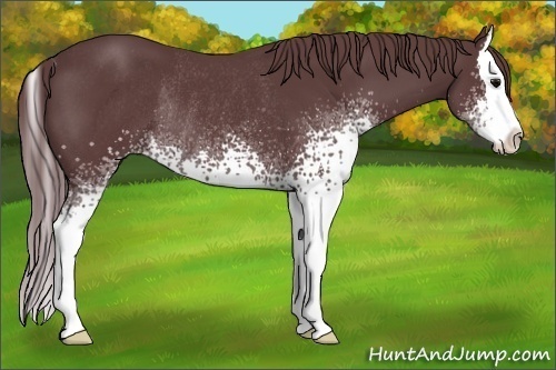 Horse Color:White Spotted Chocolate Black Splash Rabicano 