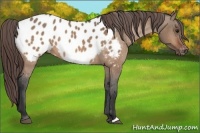 Horse Color:Bay Dun Appaloosa 