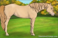 Horse Color:Gold Champagne 