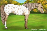 Horse Color:Chocolate Palomino Dun Appaloosa 