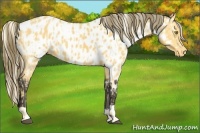 Horse Color:Palomino Appaloosa and Buckskin Appaloosa
