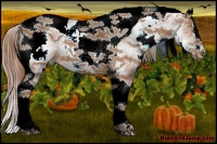 Horse Color:White Spotted Chestnut Splash Tobiano 
