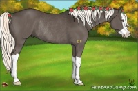 Horse Color:Liver Chestnut Splash Rabicano 