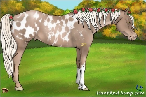 Horse Color:Liver Chestnut Pearl Appaloosa 