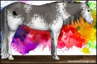 Horse Color:White Spotted Grullo Sabino 