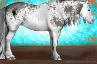 Horse Color:White Spotted Grullo Splash 