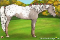 Horse Color:Liver Chestnut Pearl Appaloosa 