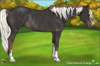 Horse Color:Liver Chestnut Sabino Rabicano 