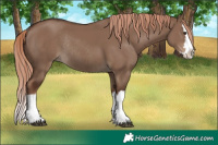 Horse Color:Liver Red Dun Splash Rabicano