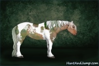 Horse Color:Silver Brown Ice Dun Tobiano Rabicano