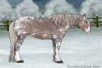 Horse Color:Silver Black Ice Sabino 