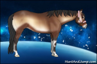 Horse Color:Bay Onyx 