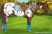 Horse Color:White Spotted Liver Chestnut Appaloosa 