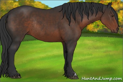 Horse Color:Liver Chestnut Rabicano
