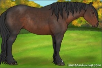 Horse Color:Liver Chestnut Rabicano 