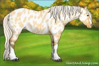 Horse Color:Silver Buckskin Dun Near Leopard 