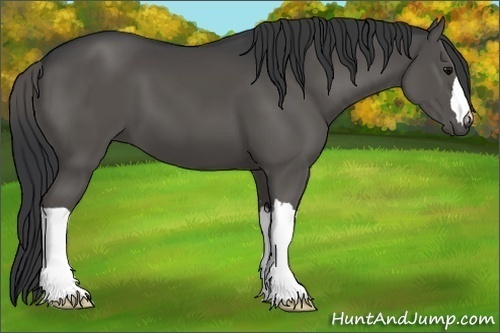 Horse Color:Black 