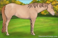 Horse Color:Gold Champagne 