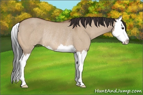 Horse Color:Bay Dun Splash Rabicano 