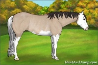 Horse Color:Bay Dun Splash Rabicano 