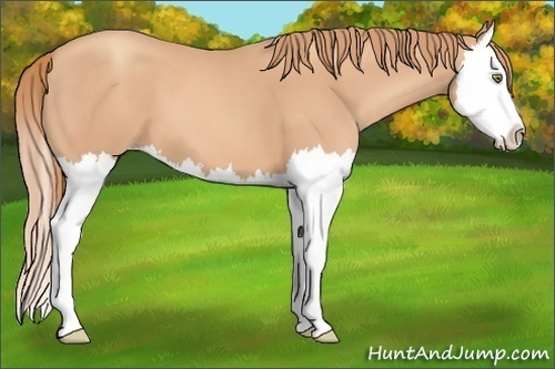 Horse Color:Gold Champagne Splash 