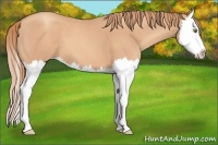 Horse Color:Gold Champagne Splash 