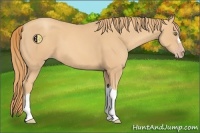 Horse Color:Gold Champagne 