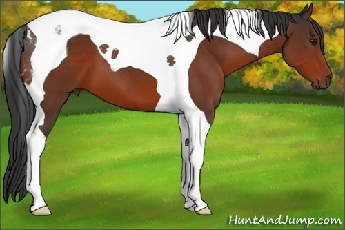 Horse Color:Bay Tobiano 