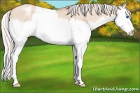 Horse Color:Silver Classic Champagne Dun Splash Appaloosa 