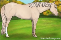 Horse Color:Gold Champagne Dun 
