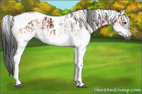 Horse Color:Gray White Spotted Bay Splash Tobiano  and Gray White Spotted Bay Splash Tobiano Frame 