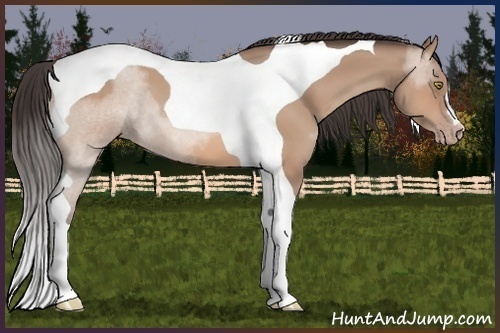Horse Color:Amber Champagne Tobiano 