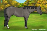 Horse Color:Grullo Sabino 