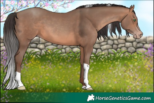 Horse Color:Sable Champagne Tobiano