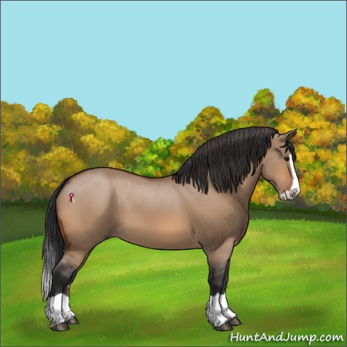 Horse Color:Bay Dun Splash