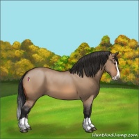 Horse Color:Bay Dun Splash
