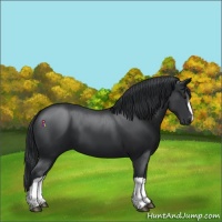 Horse Color:Black 
