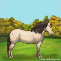 Horse Color:Amber Champagne Dun
