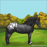 Horse Color:Black Appaloosa