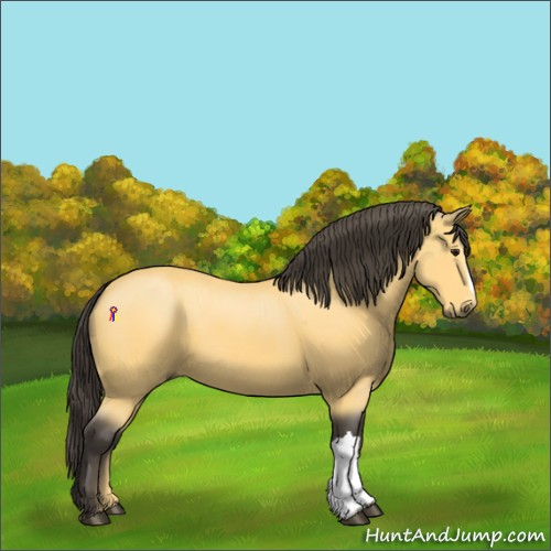 Horse Color:Buckskin
