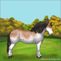 Horse Color:White Spotted Bay 