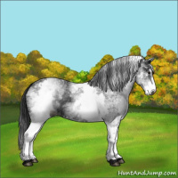 Horse Color:Gray White Spotted Black