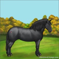 Horse Color:Black 