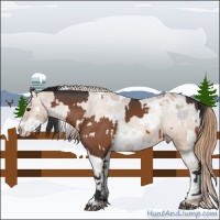 Horse Color:Bay Splash Tobiano Appaloosa  and Bay Pearl Splash Tobiano Appaloosa 