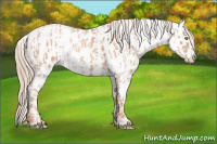 Horse Color:Gold Champagne Leopard and Gray Gold Champagne Leopard