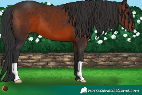 Horse Color:Brown 